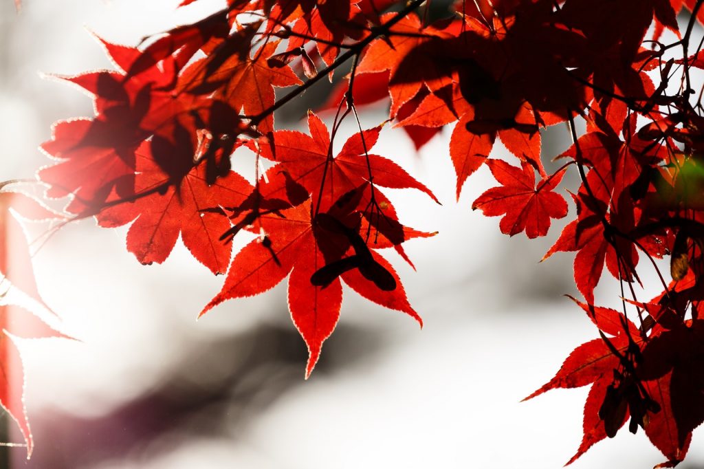 白鳥庭園のライトアップと紅葉の見頃は 駐車場とアクセス方法 パワースポット巡りでご利益を 開運ネット