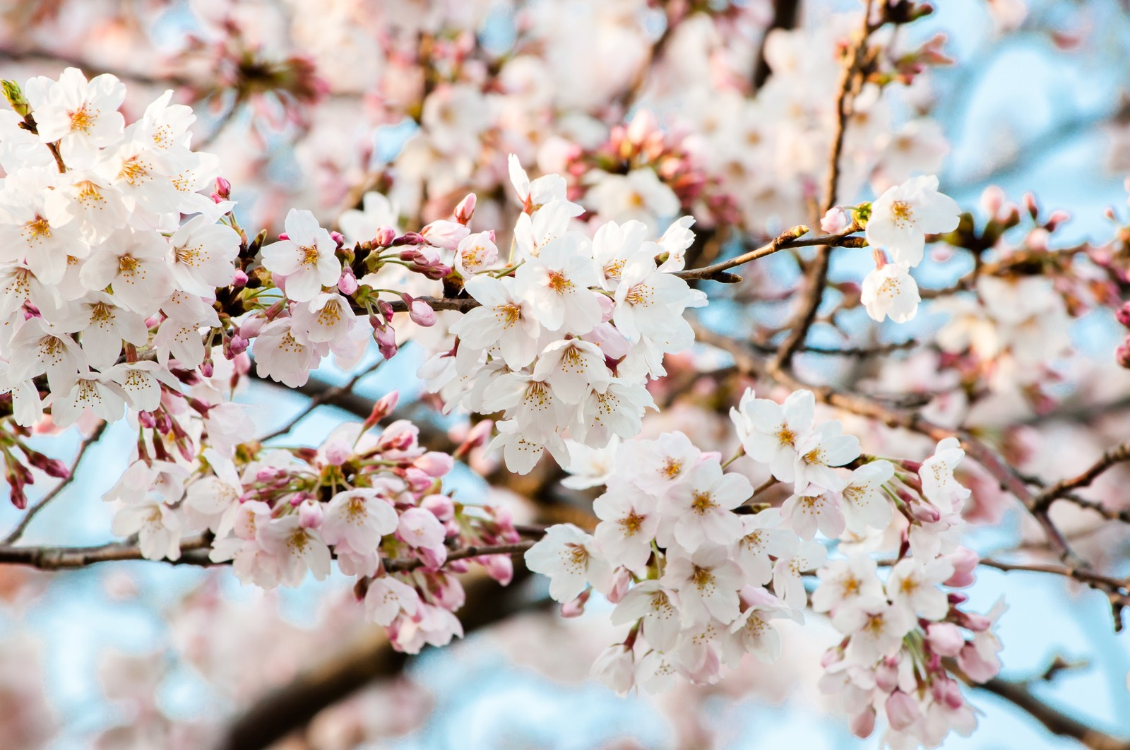 遅咲き の 桜 種類