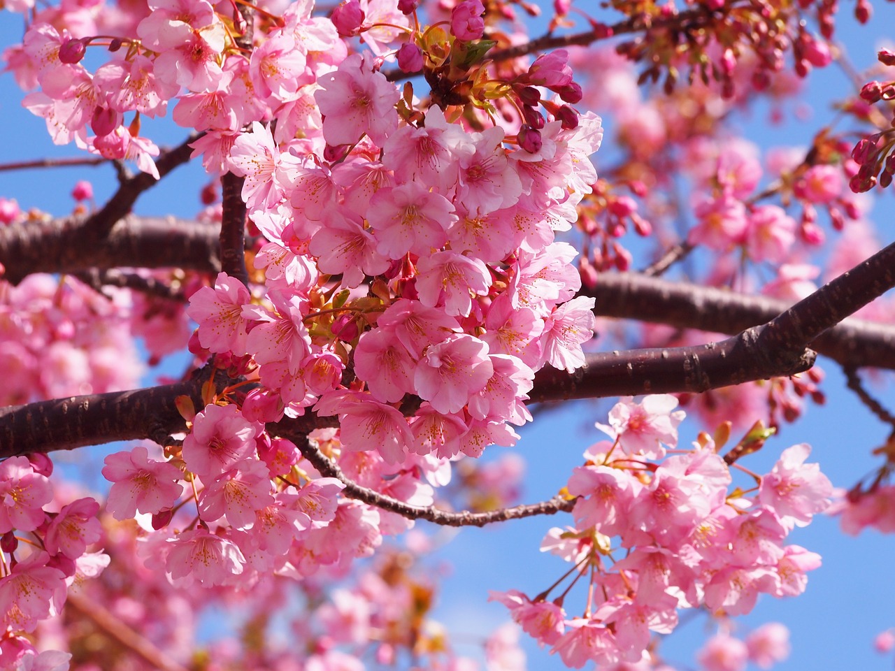 関西で河津桜が見られるスポット5選 いち早くお花見に パワースポット巡りでご利益を 開運ネット