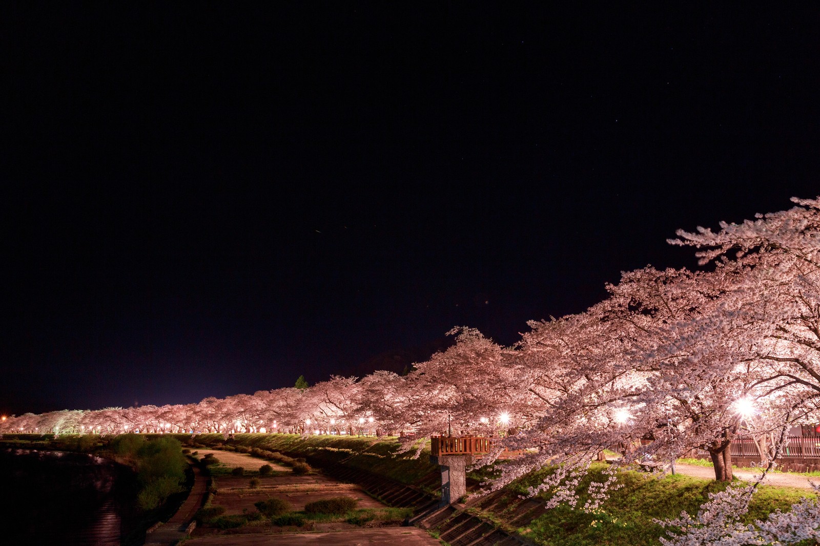 夜桜　デート　東京　大阪
