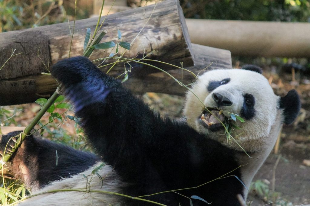 動物園デートの服装 春夏秋冬の季節別におすすめのコーデを紹介 パワースポット巡りでご利益を 開運ネット