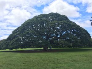 ハワイ　木　この木なんの木