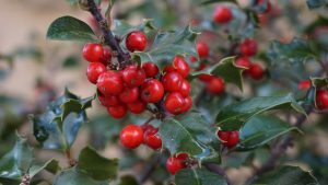 クリスマスの赤い実や葉っぱの名前は 飾りに使われる意味や由来は パワースポット巡りでご利益を 開運ネット