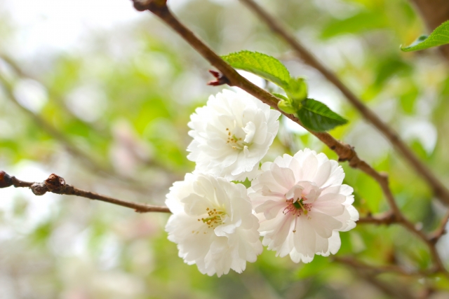 白い桜の名前は？種類や何科かや早咲きの品種、各地の画像に花言葉や夢占いの意味も！ パワースポット巡りでご利益を