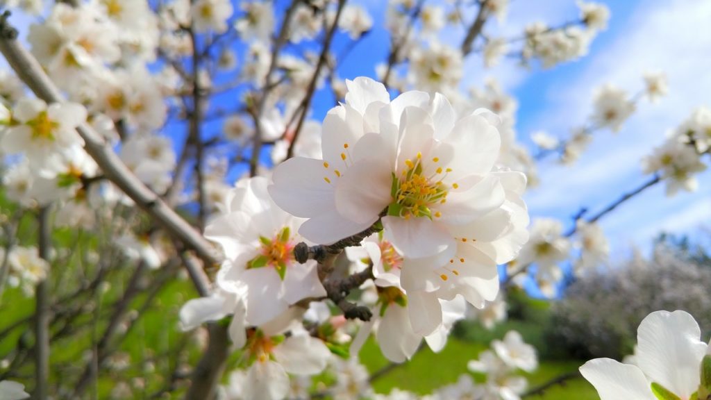 桜に似た花の名前は？ピンクや白い花、3月・4月・5月から夏秋冬に咲く品種総まとめ パワースポット巡りでご利益を！開運ネット