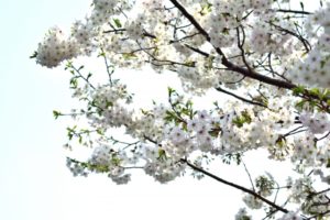 白い桜の名前は 種類や何科かや早咲きの品種 各地の画像に花言葉や夢占いの意味も パワースポット巡りでご利益を 開運ネット