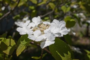 アジサイに似た花の名前は 白やピンク 緑 青の種類や秋咲きで考えられる植物は パワースポット巡りでご利益を 開運ネット
