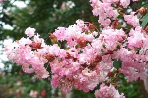 桜に似た花の名前は ピンクや白い花 3月 4月 5月から夏秋冬に咲く品種総まとめ パワースポット巡りでご利益を 開運ネット
