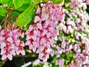 すずらんに似た花の名前は 白やピンク 紫の場合や木に咲く種類はどんな植物がある パワースポット巡りでご利益を 開運ネット