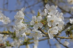白い桜の名前は 種類や何科かや早咲きの品種 各地の画像に花言葉や夢占いの意味も パワースポット巡りでご利益を 開運ネット