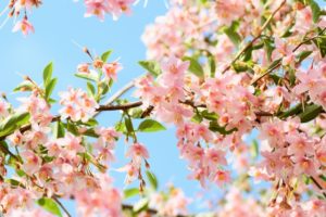 桜に似た花の名前は ピンクや白い花 3月 4月 5月から夏秋冬に咲く品種総まとめ パワースポット巡りでご利益を 開運ネット