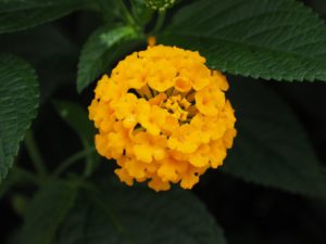 アジサイに似た花の名前は 白やピンク 緑 青の種類や秋咲きで考えられる植物は パワースポット巡りでご利益を 開運ネット