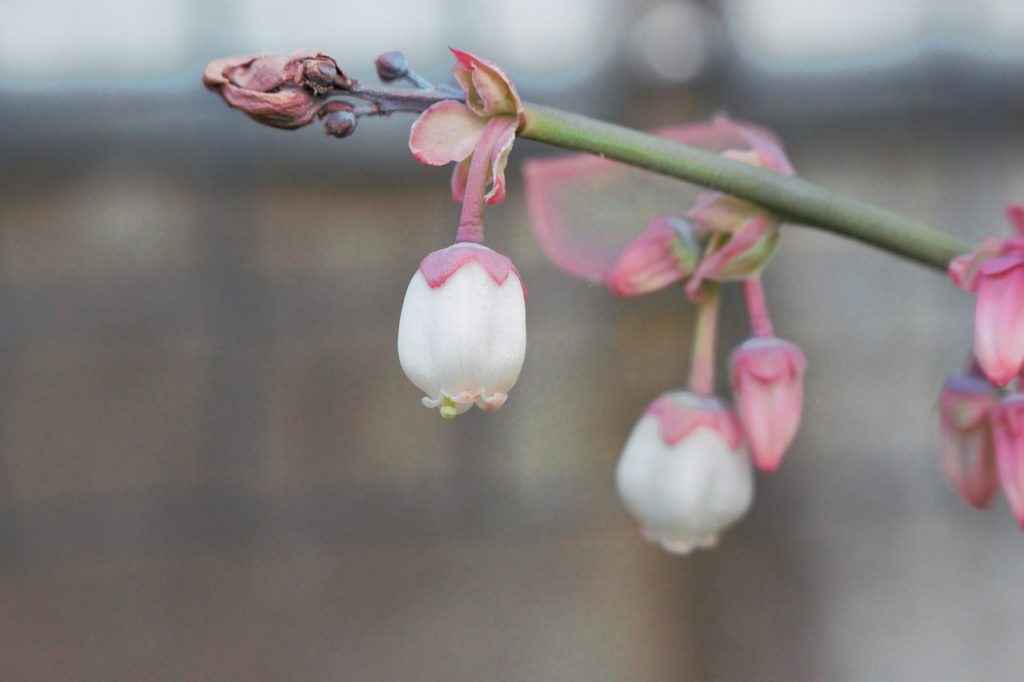 すずらんに似た花の名前は?白やピンク、紫の場合や木に咲く種類はどんな植物がある? パワースポット巡りでご利益を!開運ネット すずらんに似た花の名前は?白やピンク、紫の場合や木に咲く種類はどんな植物がある? パワースポット巡りでご利益を!開運ネット