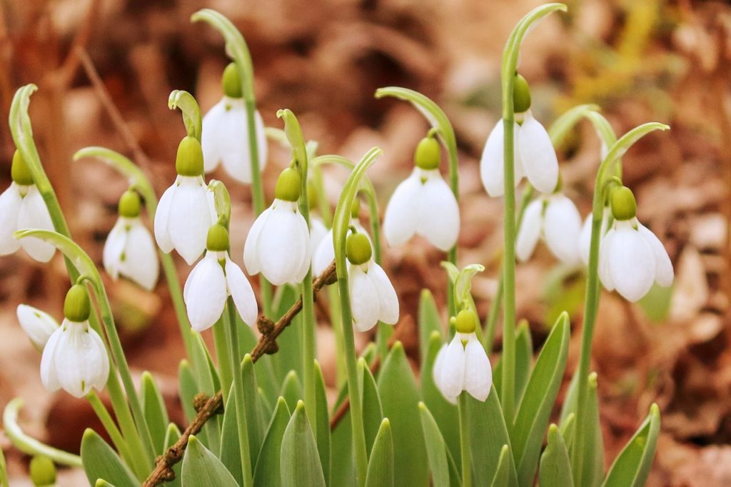 すずらんに似た花の名前は?白やピンク、紫の場合や木に咲く種類はどんな植物がある? パワースポット巡りでご利益を!開運ネット すずらんに似た花の名前は?白やピンク、紫の場合や木に咲く種類はどんな植物がある? パワースポット巡りでご利益を!開運ネット