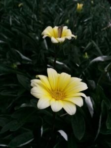 マーガレットに似た花の名前は 白やオレンジなどの種類を画像付きで紹介 パワースポット巡りでご利益を 開運ネット