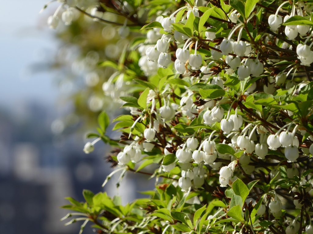 すずらんに似た花の名前は?白やピンク、紫の場合や木に咲く種類はどんな植物がある? パワースポット巡りでご利益を!開運ネット すずらんに似た花の名前は?白やピンク、紫の場合や木に咲く種類はどんな植物がある? パワースポット巡りでご利益を!開運ネット