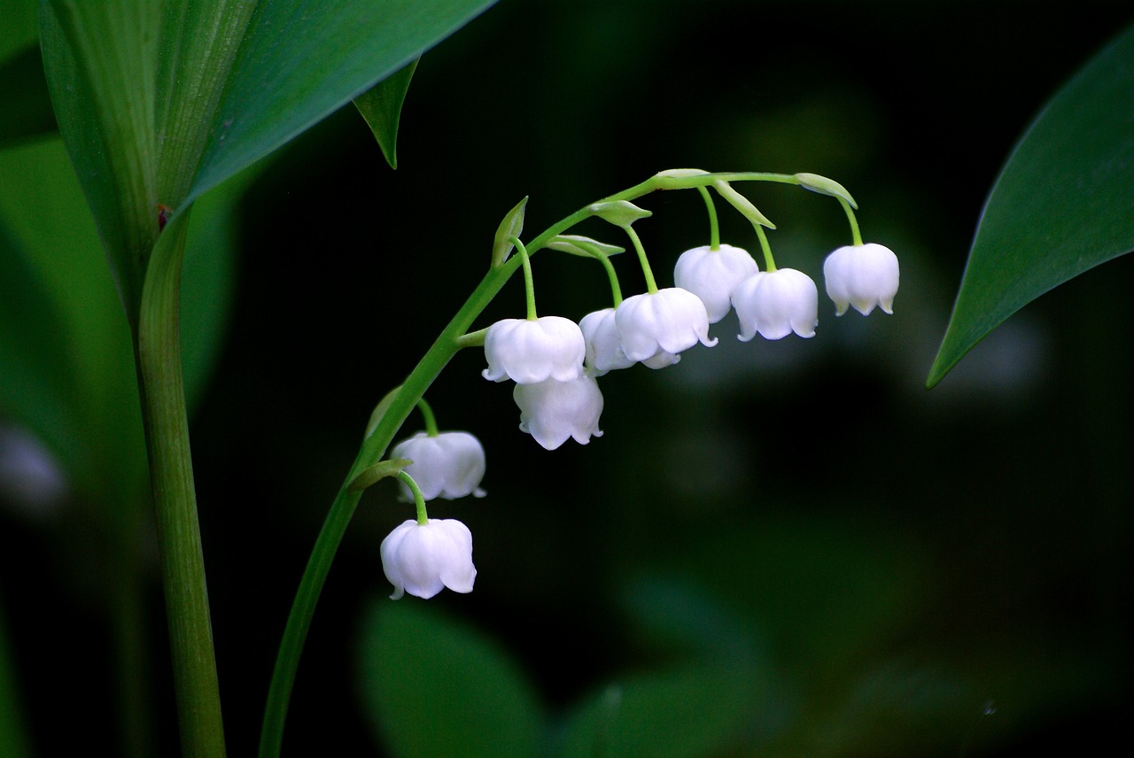 すずらんに似た花の名前は?白やピンク、紫の場合や木に咲く種類はどんな植物がある? パワースポット巡りでご利益を!開運ネット すずらんに似た花の名前は?白やピンク、紫の場合や木に咲く種類はどんな植物がある? パワースポット巡りでご利益を!開運ネット