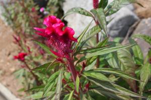 キンギョソウに似た花の名前は 種類の見分け方 特徴や開花時期で特定 パワースポット巡りでご利益を 開運ネット