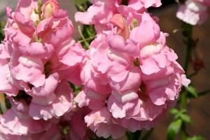 キンギョソウに似た花の名前は 種類の見分け方 特徴や開花時期で特定 パワースポット巡りでご利益を 開運ネット
