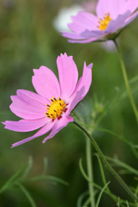 コスモスに似た花の名前は ピンクやオレンジ 春に咲く種類も画像付きで紹介 パワースポット巡りでご利益を 開運ネット
