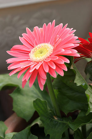 ガーベラに似た花の名前は ピンク オレンジ 白の種類を画像付きで紹介 パワースポット巡りでご利益を 開運ネット