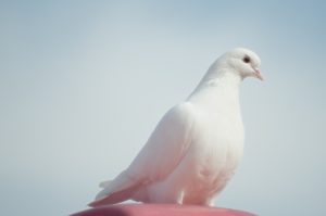 白い鳩の意味！スピリチュアルなメッセージや夢で見た時の縁起、平和 ...