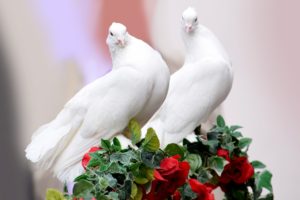 白い鳩の意味 スピリチュアルなメッセージや夢で見た時の縁起 平和 幸福の象徴 パワースポット巡りでご利益を 開運ネット