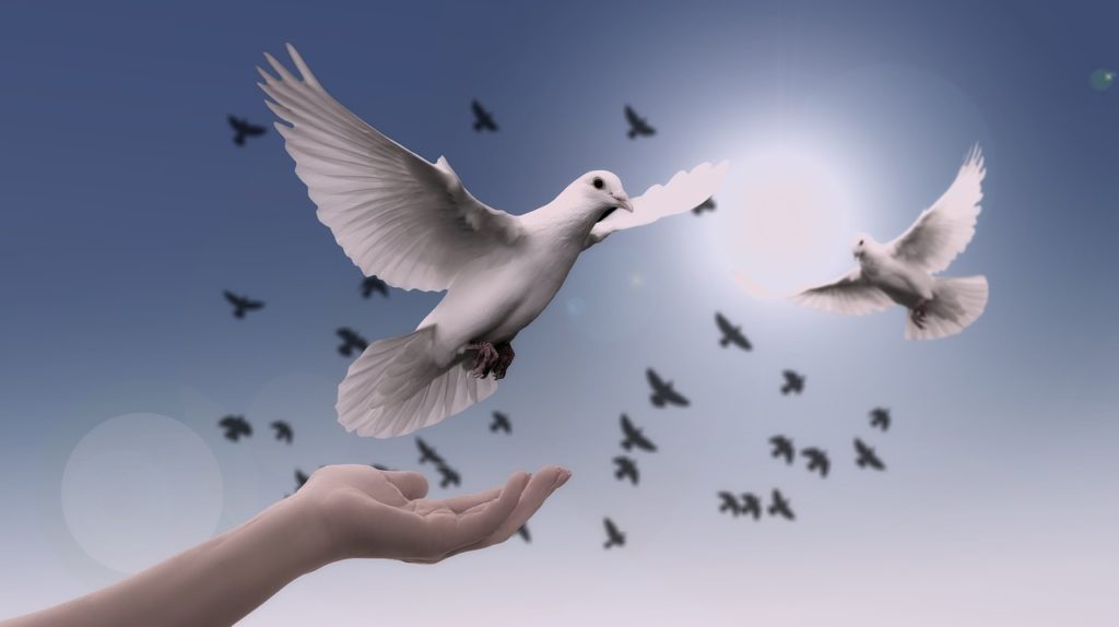 白い鳩の意味 スピリチュアルなメッセージや夢で見た時の縁起 平和 幸福の象徴 パワースポット巡りでご利益を 開運ネット