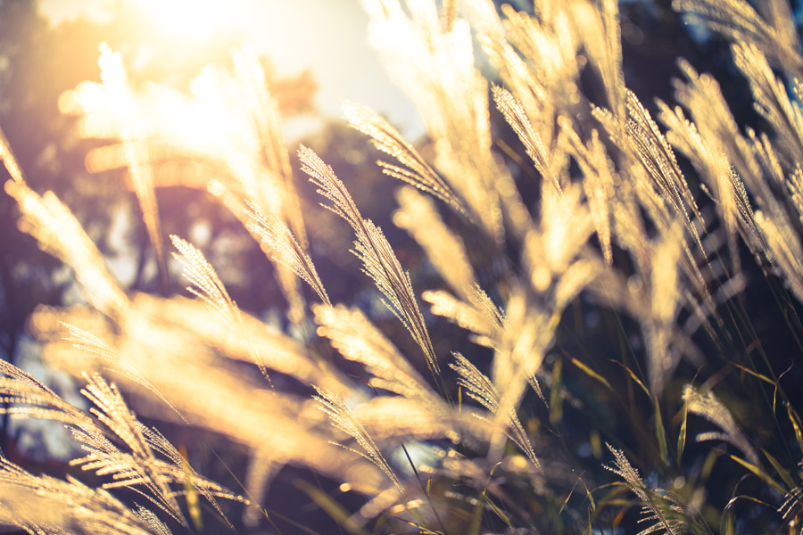 ススキの季節はいつ 季語で使う時期や花言葉 種類から関西 関東の名所も紹介 パワースポット巡りでご利益を 開運ネット
