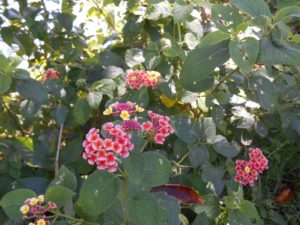 ランタナは植えてはいけない ダメな理由や代わりにおすすめの似た花の種類も紹介 パワースポット巡りでご利益を 開運ネット